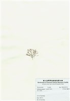 藏品(匍匐擬石花)的圖片